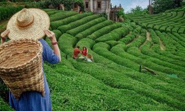 Karadeniz Yaylalar ve Batum Turu | 3 Gece Otel Konaklamalı