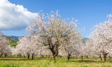 Uçaklı Badem Çiçeği Festivali Turu | 1 Gece Konaklamalı